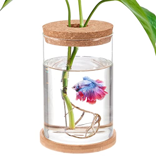 Create the Perfect Betta Bowl: Top Picks for Happy Fish