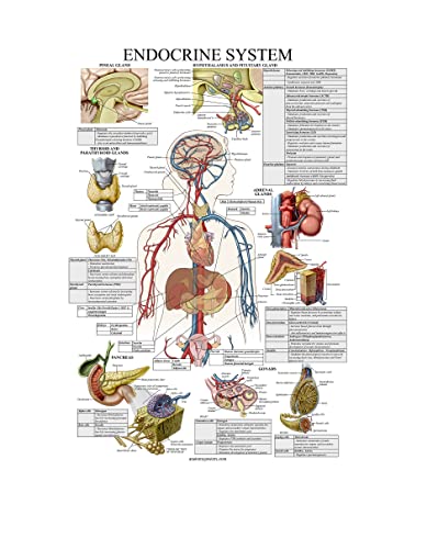 Elevate Your Endocrine Expertise with Endocrine Cme – The Ultimate Guide!