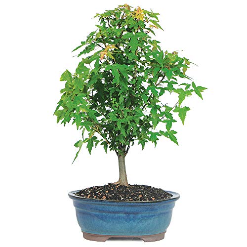 Discover the Beauty of Maple Bonsai: A Must-Have for Plant Enthusiasts!